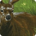 Nature Studies 2