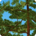 Nature Studies 2