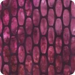 Artisan Batiks: Blossom 2