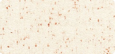 Pattern Shetland Flannel Speckle