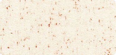 Pattern Shetland Flannel Speckle