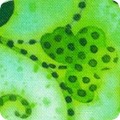 Featured image AHVD-22180-420 CLOVER