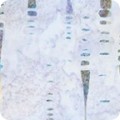 RK-product AMD-19757-238