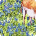 Texas In Bloom