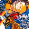 Fish & Sealife