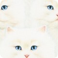 Featured image AYVD-19561-1 WHITE