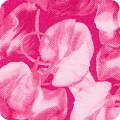 Featured image FLH-20875-10 PINK