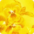 Featured image FLH-21174-5 YELLOW