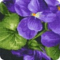 Flowerhouse: Viola