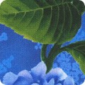 Hydrangea Grace