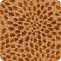 Featured image SRK-21321-166 HAZELNUT
