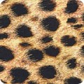 Featured image SRKD-19960-286 WILD
