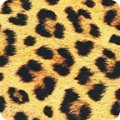 Featured image SRKD-19962-286 WILD