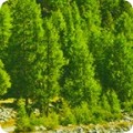 Featured image SRKD-20815-268 NATURE