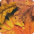 Featured image SRKD-20911-191 AUTUMN