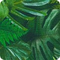 Featured image SRKD-20914-48 JUNGLE