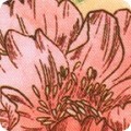 Baroque Bloom Wide