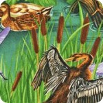 Nature Studies