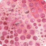 Artisan Batiks: Elementals Collection: Lots of Dots